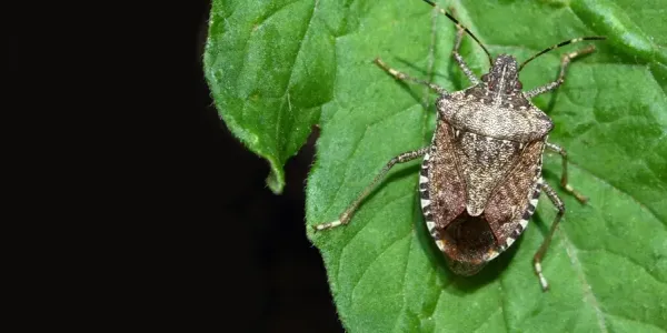 brown marmorated stink bug on a leaf