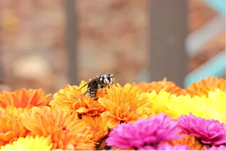 bald faced hornet
