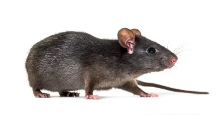 mouse rodent