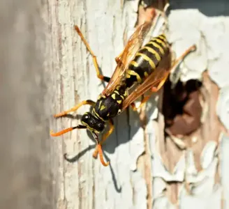 yellowjacket