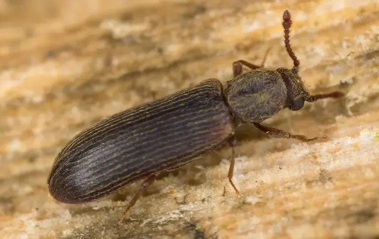 beetle