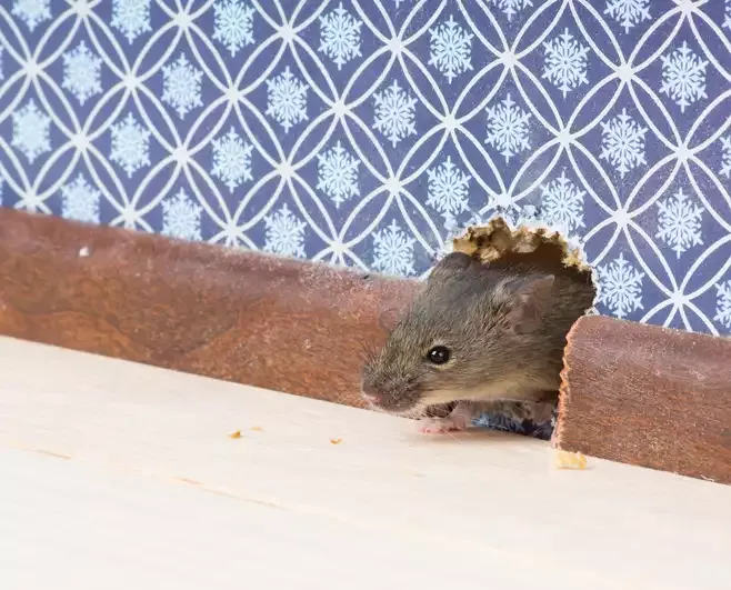 rodent