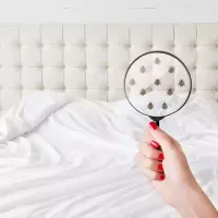 Bed bugs examination