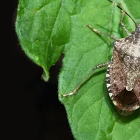  brown marmorated stink bug on a leaf