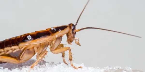 german cockroach close up