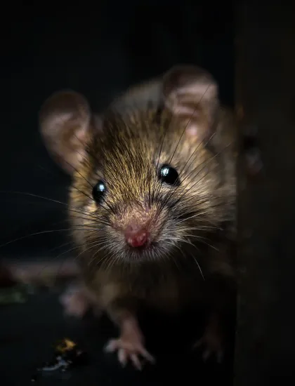 mouse
