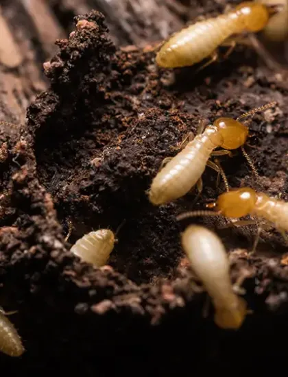 termites