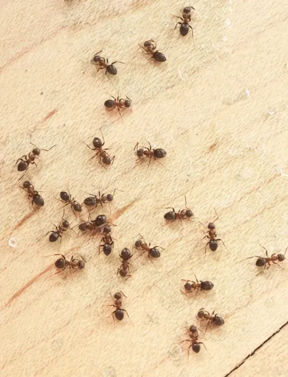 ants