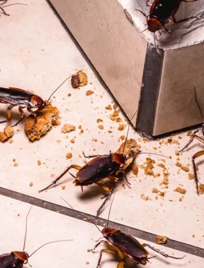 roaches
