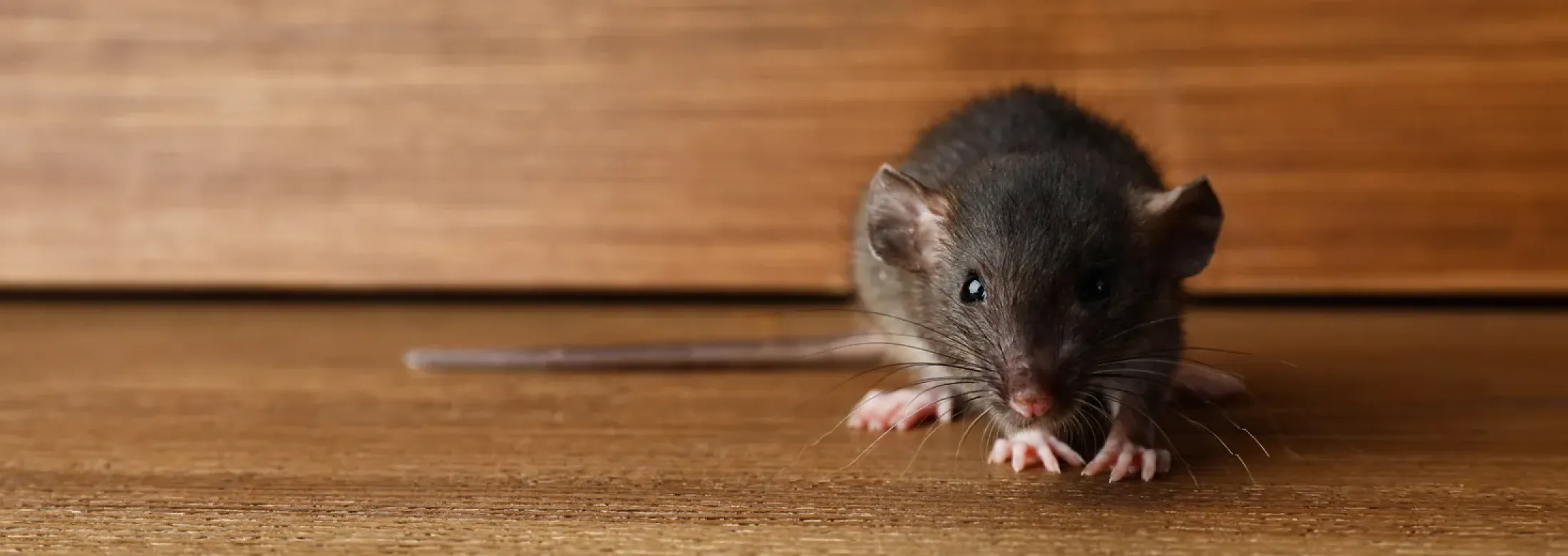 rodent