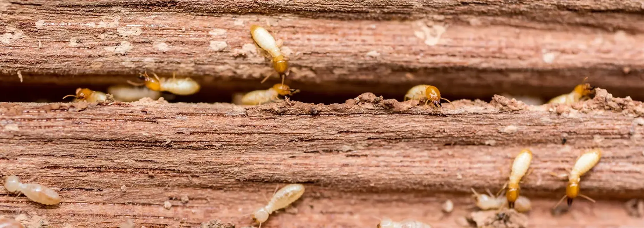 termites
