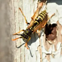 yellow jacket closeup