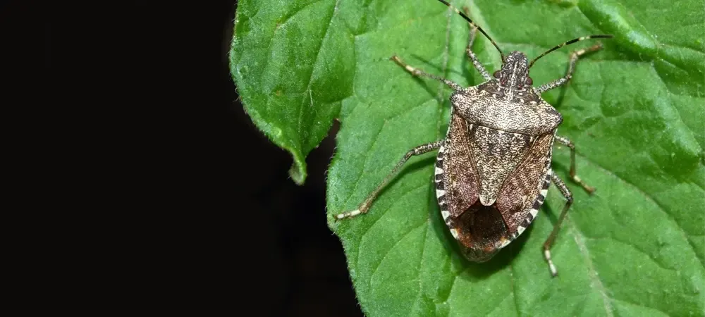  brown marmorated stink bug on a leaf
