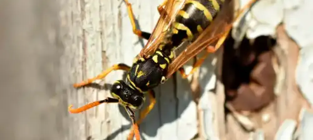 yellow jacket closeup
