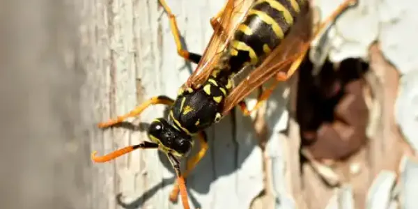 yellow jacket closeup